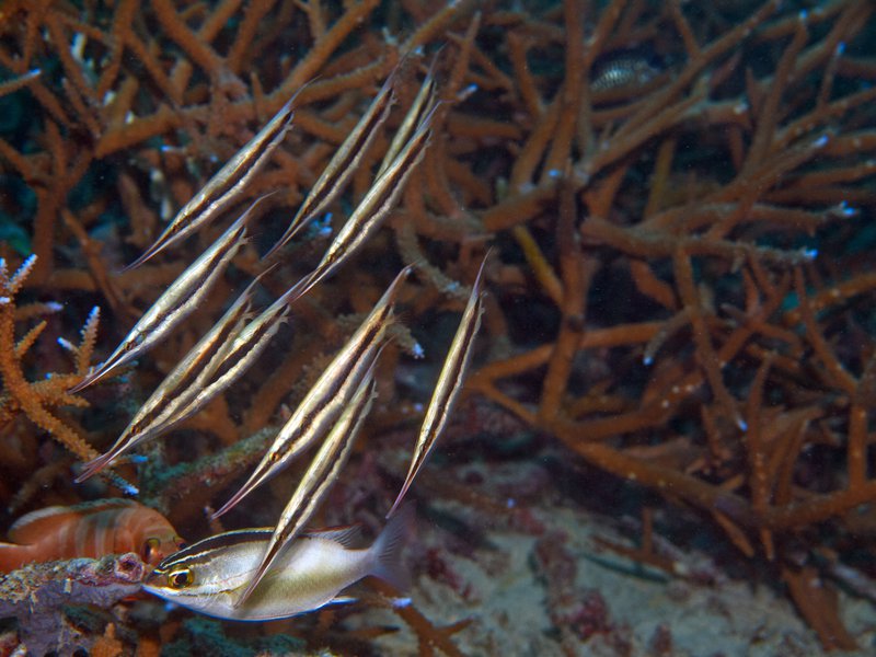 Razorfish, House Reef